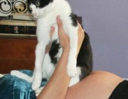 ¿Cómo saber si tienes toxoplasmosis?