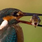 Foto del perfil de isidora