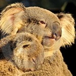 Foto del perfil de afrodita