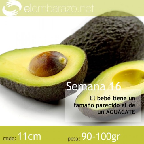 Semana 16 de gestación