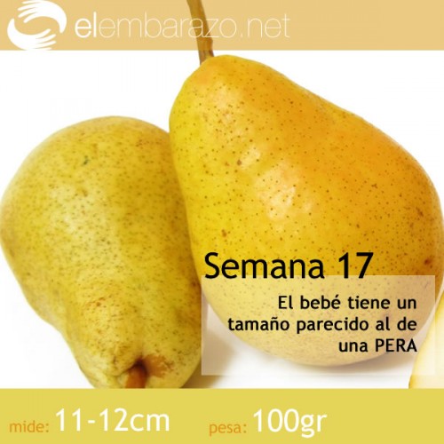 Semana 17 de gestación