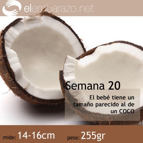 Semana 20 de gestación