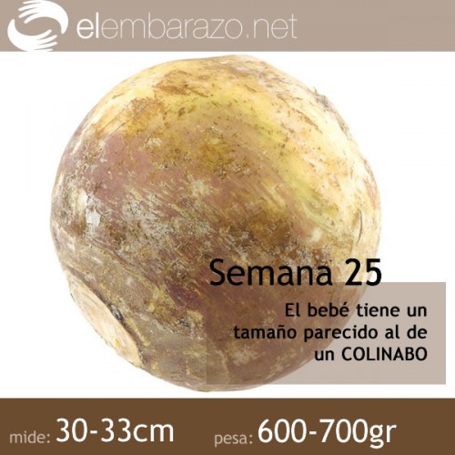 Semana 25 de gestación