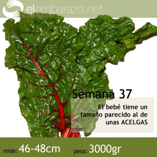Semana 37 de gestación