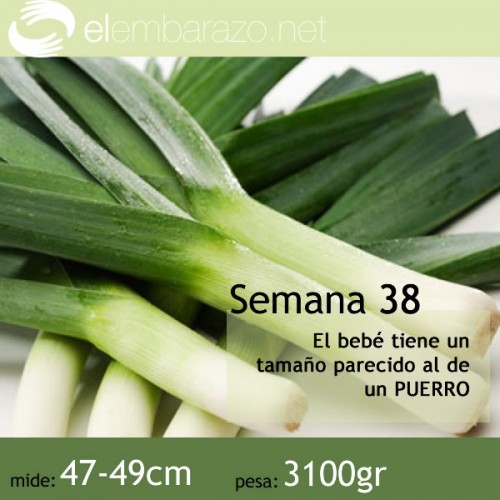 Semana 38 de gestación