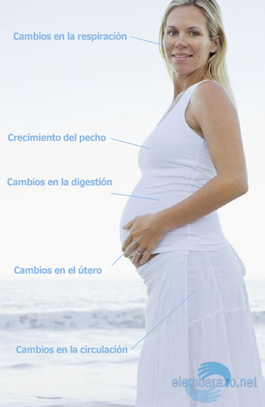 Cambios en el cuerpo de la mujer durante el embarazo