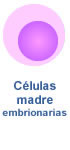 celula-embrionaria