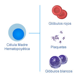 celulas-sangre