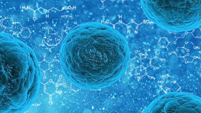 ¿Qué son las células madre umbilicales?