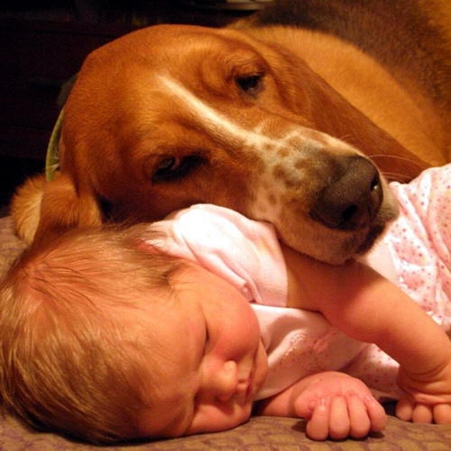 Bebe y mascota