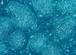 células madre 2
