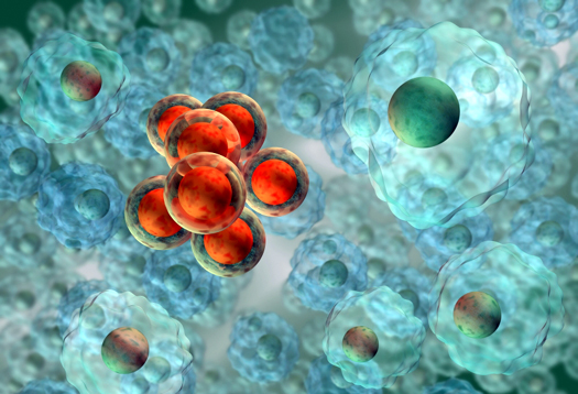 Transformed eukaryotic cells