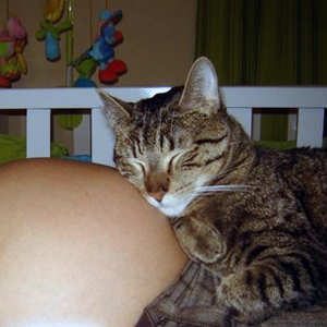 Gatos y embarazo