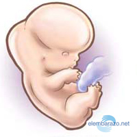 molestias embarazo 2 meses