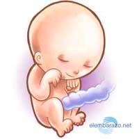 molestias embarazo 5 meses