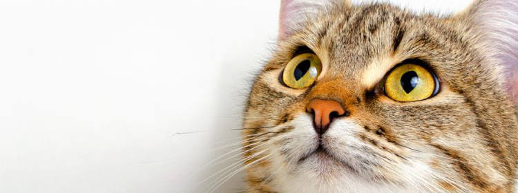 Los gatos pueden contagiar la toxoplasmosis