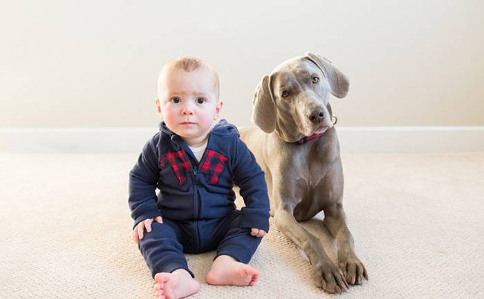 Consejos para tener bebes y perros