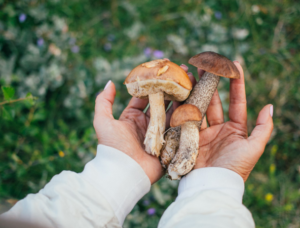 6 hongos medicinales que mejoran nuestra salud