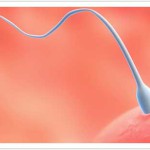 Proceso selección de esperma